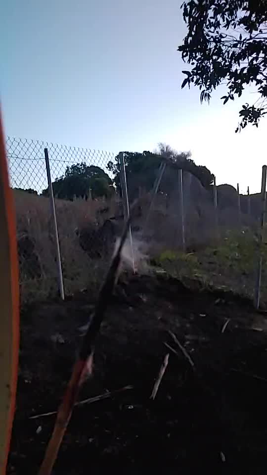 Aftermath from shooting a raccoon