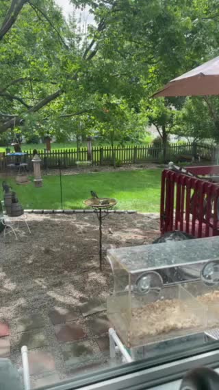 Robin chillin to Horse With No Name