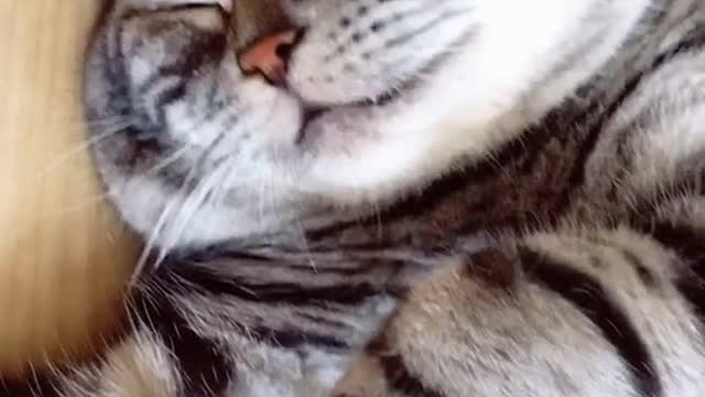 Lie on the ground and sleep
