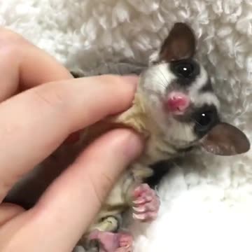 He is so tiny Do you know what kind of animal is he?