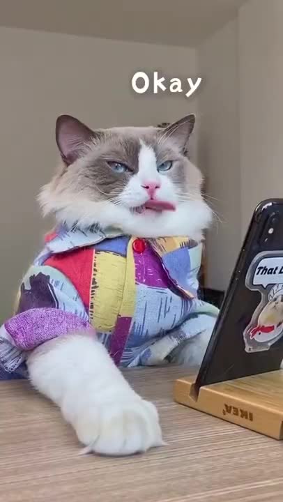 Baby Cats Cute and Funny Baby Cat Videos Compilation Zeng