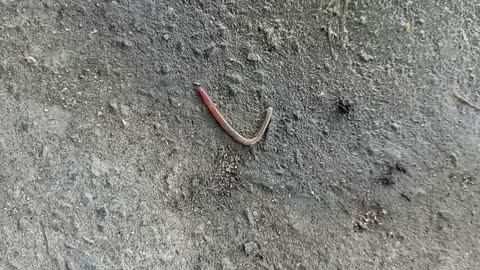 Cute baby worms