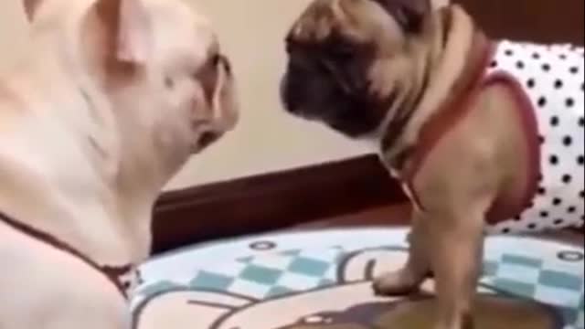 Cutest Try not to Laugh Kittens - Pups - 45