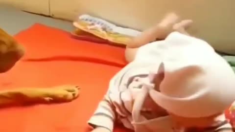 Funny Baby And Dogs Playing Together Cute Baby