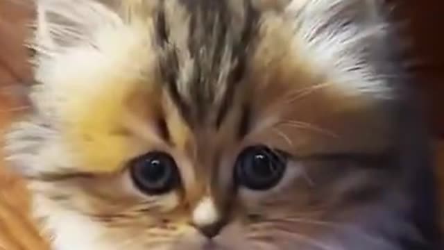 playful smallest cats // Pets & Animals // Puppy Kitty