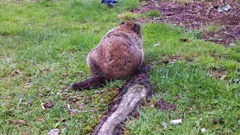 Video Slide Show Birds Animals Ground HoG Relaxing Wild Life Outside Nature Natural (06-23-2020)