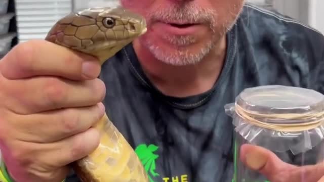 Milking king Cobra To Show How Much Venom They Can Pump Out