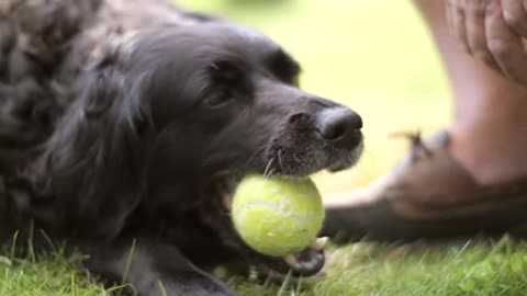 Dog Chewing Tennis Ball