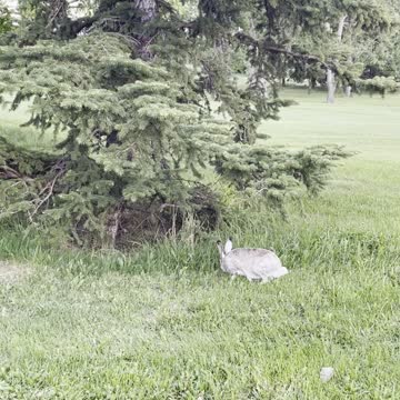 Rabbit runs under trees