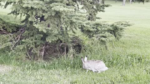 Rabbit runs under trees