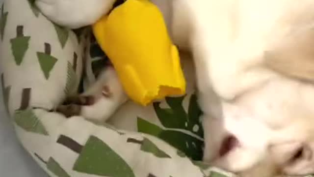 How many years have passed, but the dog does not give up his childhood mattress