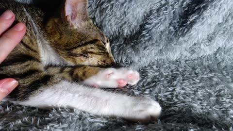 Kitten Rudolph Sleeps Right on His Little Nose