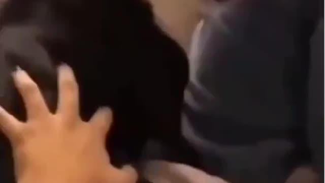 Dog 🐕