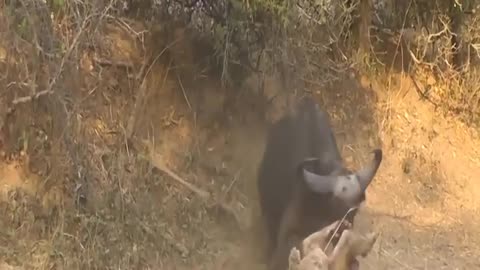 Wild Buffalo and lion Fight