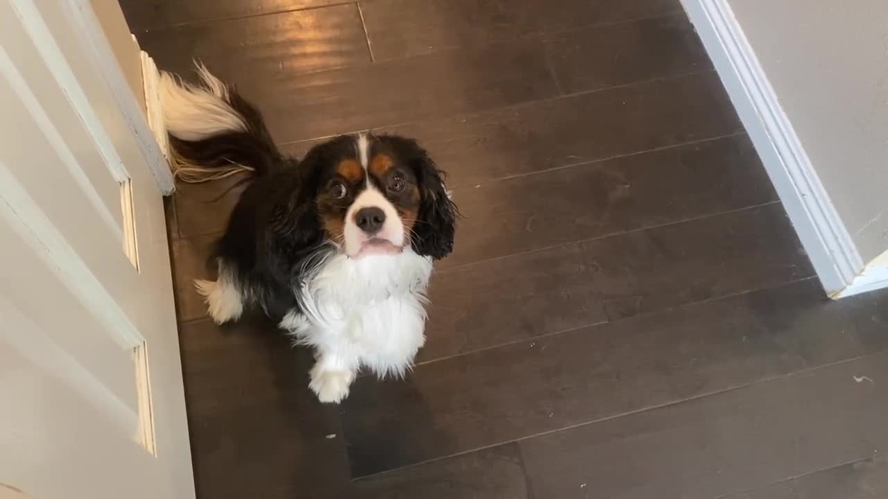 Cute Cavalier perfectly responds to mom’s question