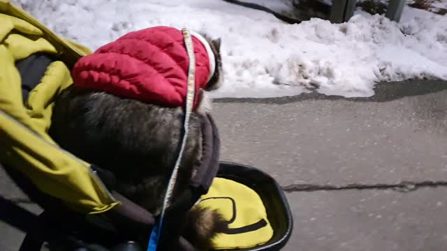 The raccoon is standing in a stroller.