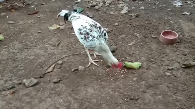 Hungry Chicken