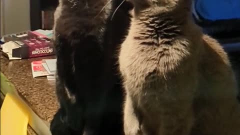 Cats Track Their Prey In Sync