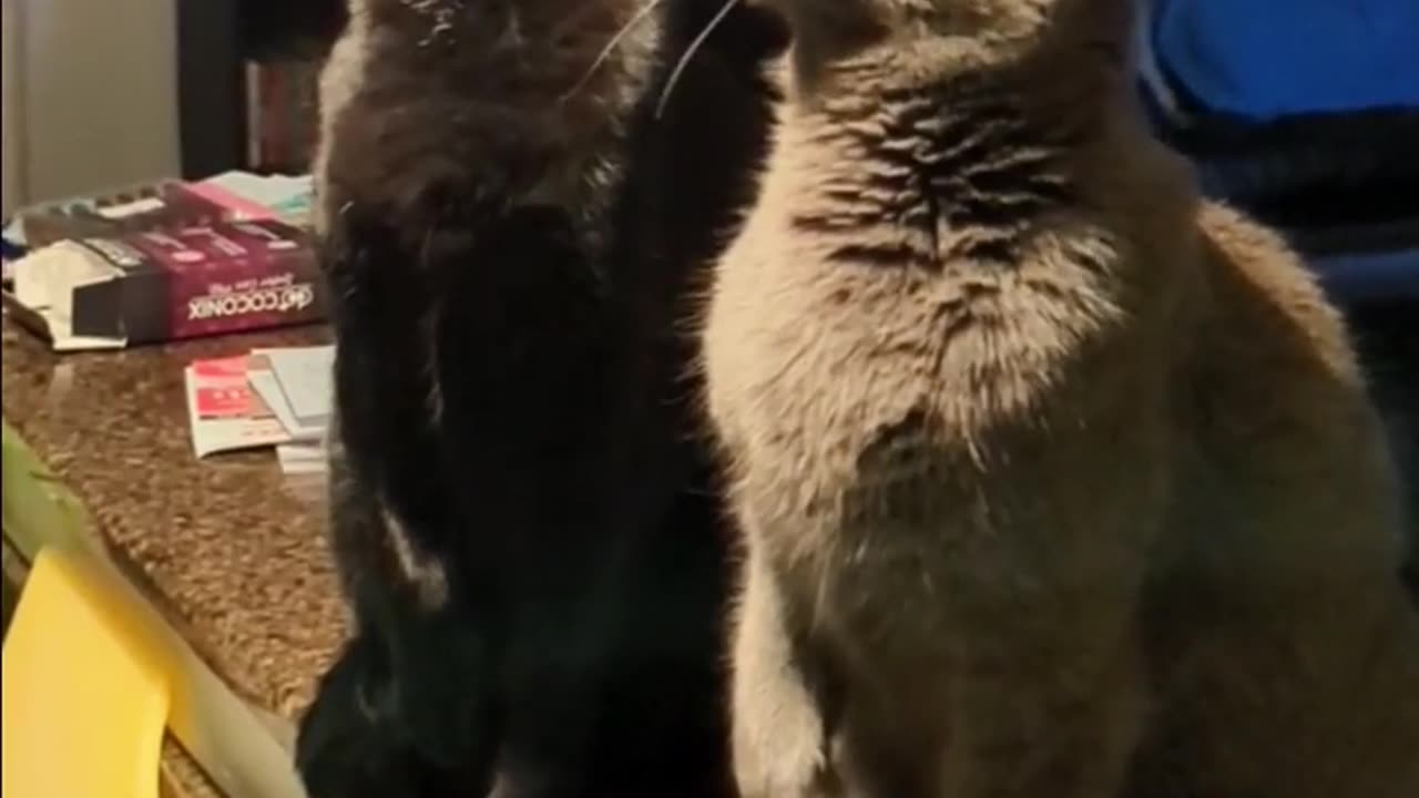 Cats Track Their Prey In Sync