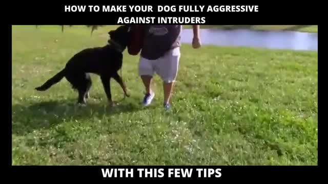 PERFECT TIPS TO MAKE YOUR DOG FULLY AGGRESSIVE AGAINST INTRUDERS