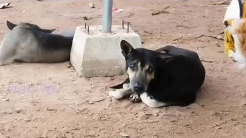 dogs getting funny scares from a beast