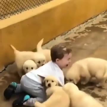Puppy plays in the pool for the very first time