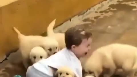 Puppy plays in the pool for the very first time