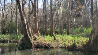 Louisiana Whitetail Deer on Bayou Castine