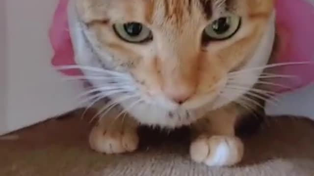 Cute Cats and Funny Animals Compilation 😹 Try Not To Laugh Challenge - Cute Cat