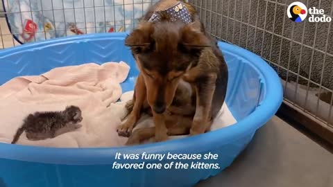 emotional video about dog mother