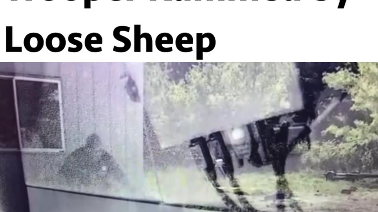 A Michigan State Police trooper was charged and rammed by a sheep