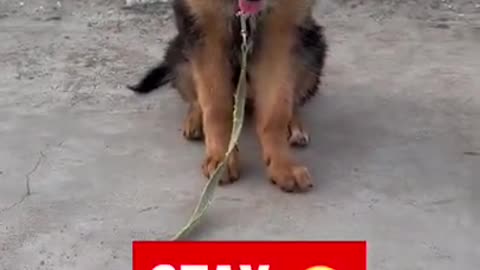How to training dog