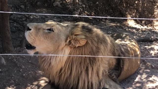 Lion roaring | Lion playing in park