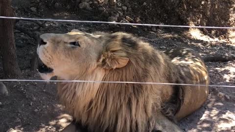 Lion roaring | Lion playing in park