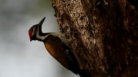 Wildlife in closer view with a natural perspective.