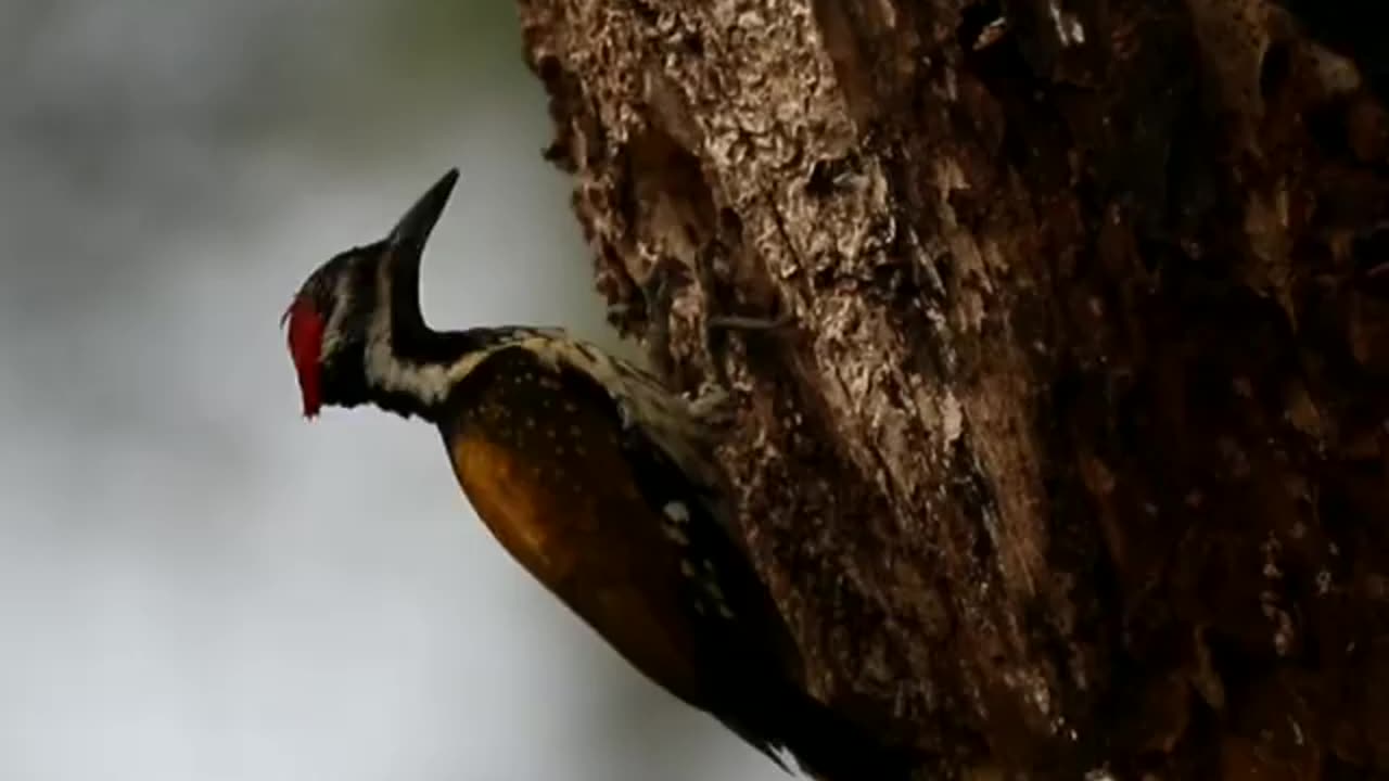 Wildlife in closer view with a natural perspective.