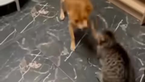 Funniest Dog and cats videos You'll ever see # Funny animals #Dogs and cats