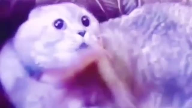 🤪Funny_cats_🐈_Don't_try_to_hold_back_Laughter_😸_Just_look_Funny_Cats_Life🤪