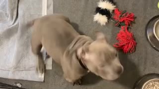 Training an American Bully Puppy Impulse Control