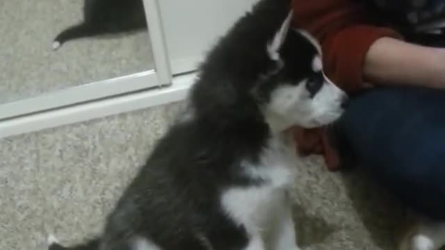 How to Make a Cute Baby Husky Howl