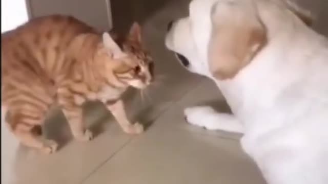 Dog Funny Cat Holds Paws with Dog