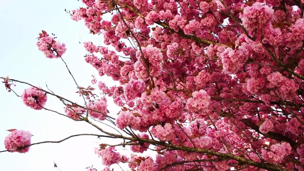 Most Beautiful Cherry Blossom in the World Free Stock Footage