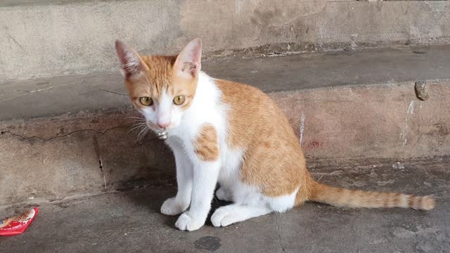 Laos Peaceful Yellow Kitten