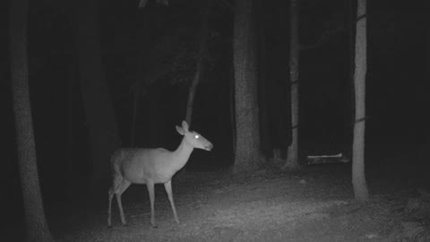 The Woods - 05/20/2021