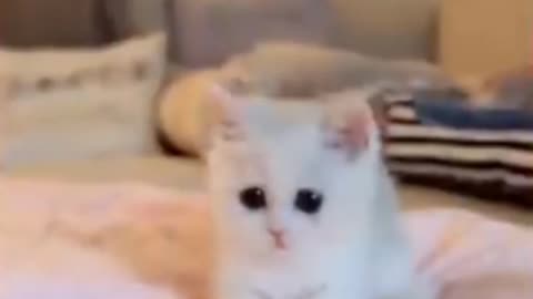 Baby Cat - Cute and Funny Cat Videos