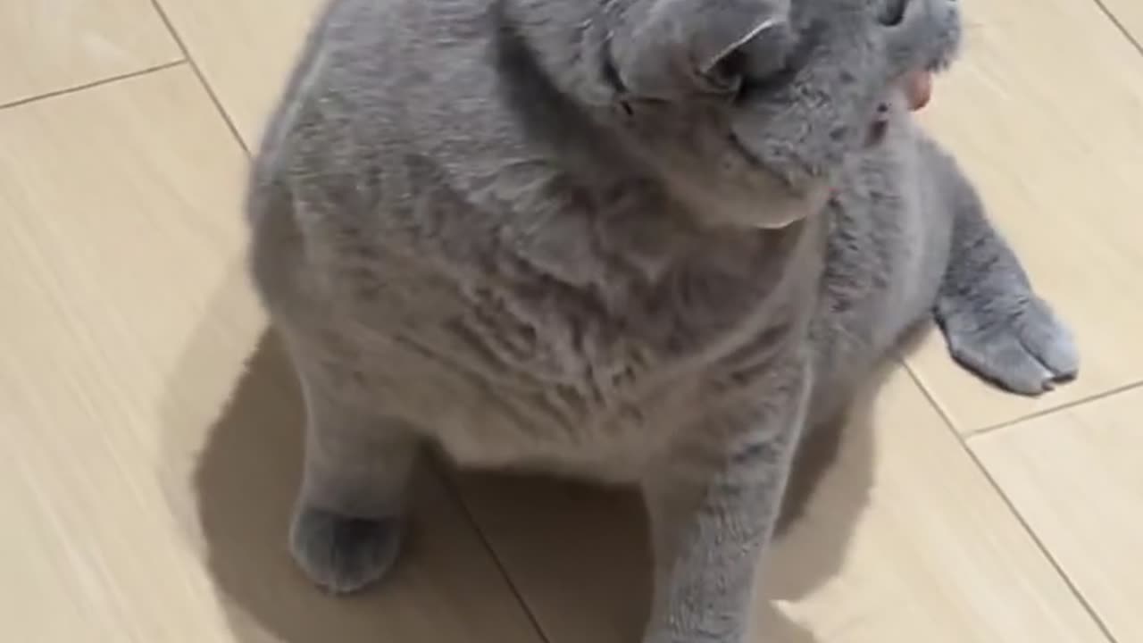 Give him too much cat food every day.