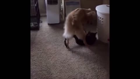 Episode 40 - Unwind with pets
