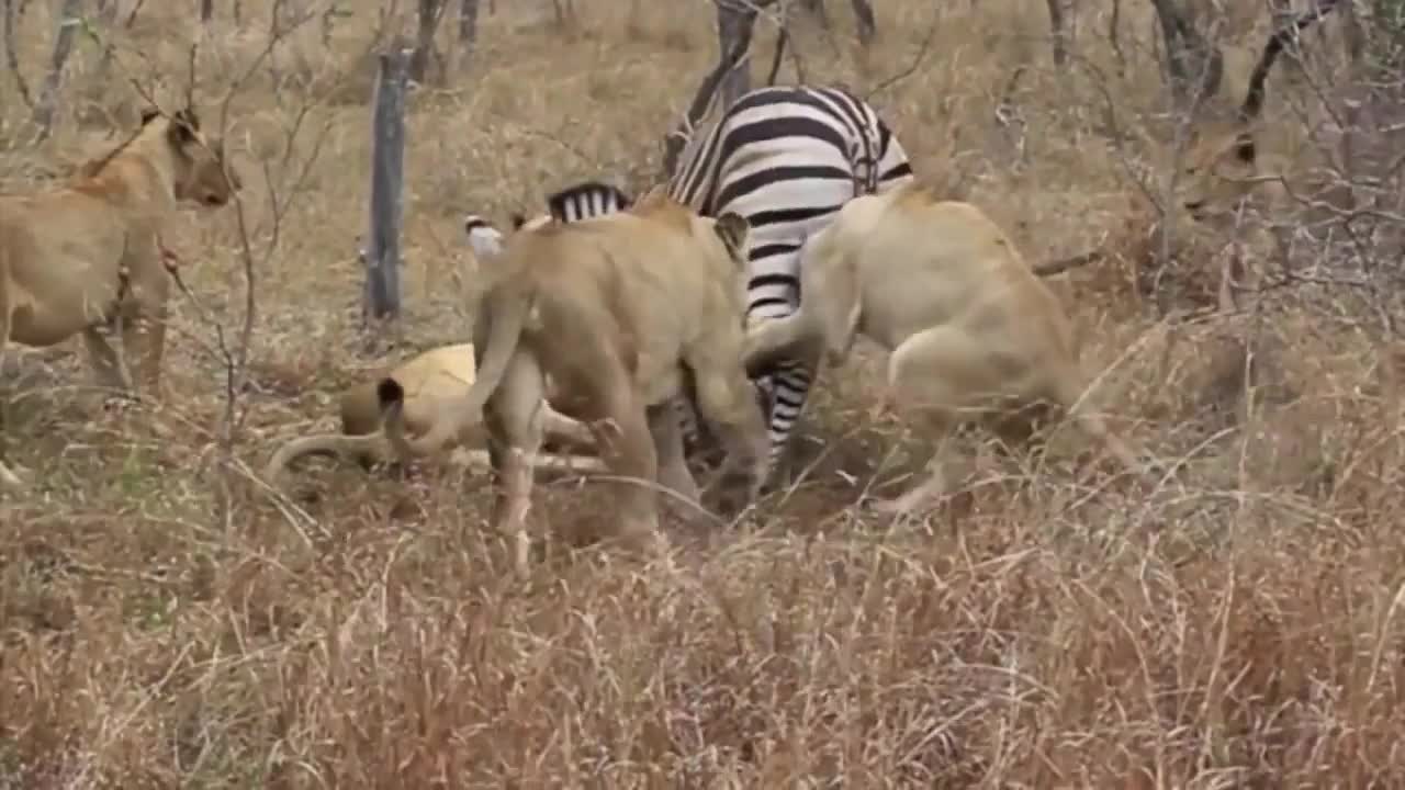 animal attack - Suddenly Lion Attack,leopard attack.