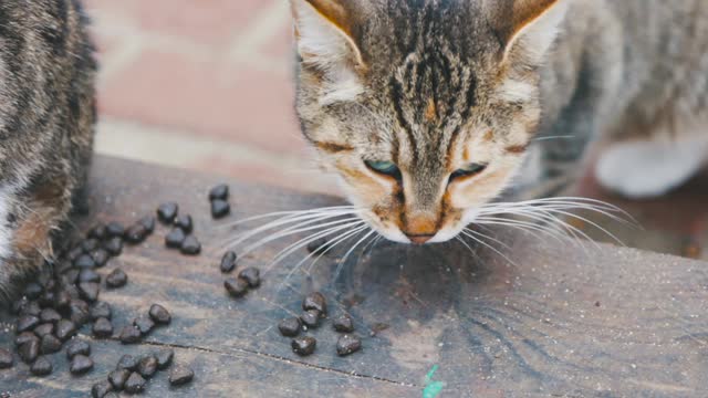 Tabby Cat Eating Cat Food