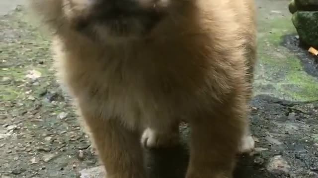 lovely dog